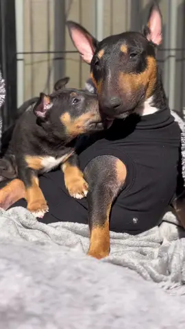 🖤🧡🖤 Pure love  #miniaturebullterrierpuppy #MiniatureBullterrier #Bullterrier #Puppy #mylove #BullterrierPuppy #MiniBull #bullterrierlover 