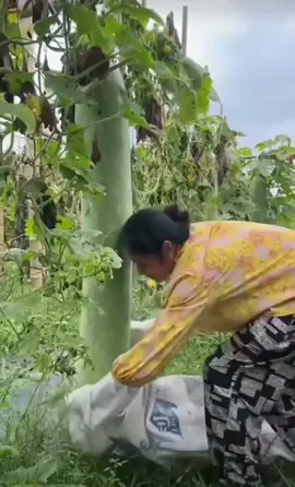 Huge Cucumber #amazing #crazy #action #goodvibes #life #china 