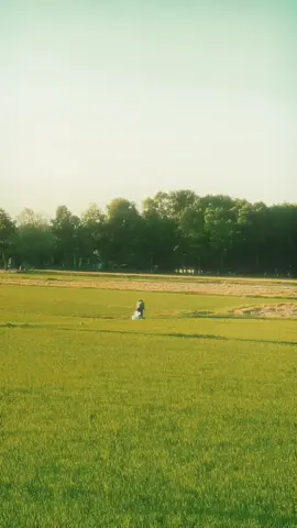 dưới bức tranh nắng chiều ấm áp từng kỷ niệm bình yên của tuổi thơ lại hiện về trong tâm trí, như một bài ca hòa mình vào nhịp sống của làng quê.  ánh nắng vàng trải dài trên từng cây lúa, đâu đó phản phất hương thơm mùi lúa chín. hình ảnh người dân cặm cụi làm những công việc đồng án, cảnh vật bỗng trở nên bình dị và nhẹ nhàng đến dường nào. mỗi cảm xúc, mỗi khoảnh khắc trôi qua đều chất chứa sự hoài niệm về một miền quê yên ả. dù đang ở quê nhà những dẫu sao vẫn nhớ thương cảnh vật nơi đây đến da diết. #Nostalgia #ChildhoodMemories #Throwback #TuổiThơ #HoàiNiệm #XưaCũ #quenha #donglua #thediaryoflea 