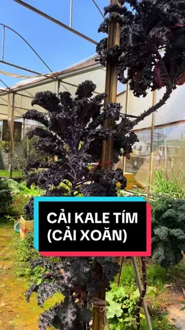 CẢU KALE TÍM (CẢI XOĂN) Chất dinh dưỡng cao Có thể trộn salad, ép nước, nấu canh, ăn rau gia vị Em có bán chậu cải kale tím nh khách #cảikalexoănxanh #kaletim #caikale #caixoan #trongrausach #trongrau #trongrautainha #dalatcaykieng #xuongcaydalat 