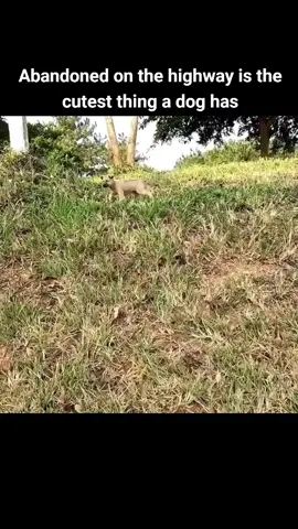 Abandoned on the highway is the cutest thing a dog has #foryou #animal #dog #puppy #abandoned #rescue #neiperteee #cane 