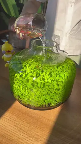 Do you want one?#foryou #foryoupage #nature #fishtanks #fishtoks 