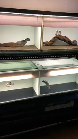 4 sekawan 🥰 #channa #stewarti #snakehead #fyp #fypシ #fypシ゚viral 