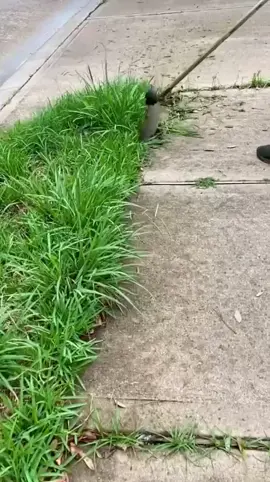 Satisfying Garden Work 🤩🍀 #garden #oddlysatisfying #cleaningtok #viraltiktok #satisfyingcleans #gardening 
