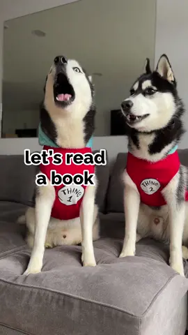 rudely interrupted my book… #dogsoftiktok #dogs #huskies #husky #puppy #doglife #talkinganimals #animals #mypet 