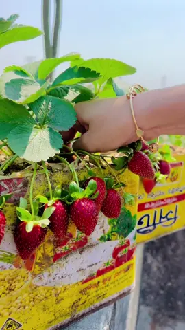 - আলহামদুলিল্লাহ, খুব সুন্দর ফলন হয়েছে 🍓🪴2nd Harvesting 😍 
