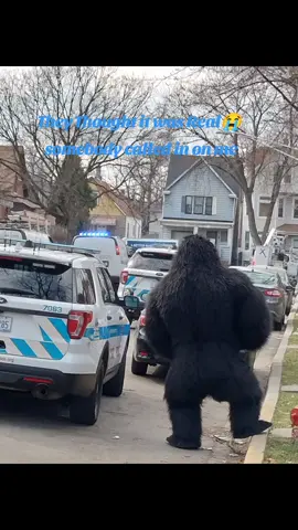 someone called the police on Chi.Kong they thought a real gorilla 🦍 escape 😭 I donot own copyrights to this music. #chicagoturnup #chicagotiktok #Chikong #chicagoyeti #kingkong #chicago #westside #gorilla #chicagopolicedepartment 