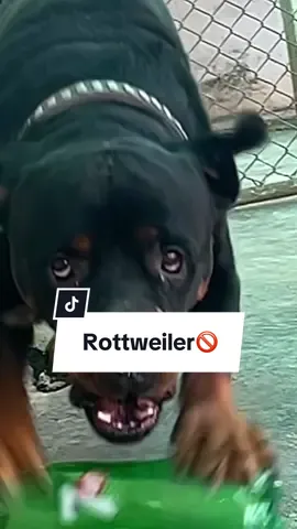 Hier sind gute Gründe warum du dir keinen Rottweiler zulegen solltest! 🐶 #rottweiler #hund #hunde #tiere #haustier 
