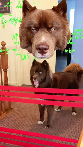 bonus level ⭐️ #dogsoftiktok #dogvideos #redhusky #fyp #usa 