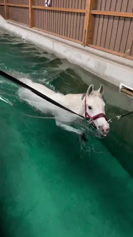 Show!!! 👏🏻👏🏻💪🏻🐎 #horse #racing #racinghorse #cavalo #corridadecavalo #eunaabqm #qmvelocidade #abqm #aqha #quarterhorse #haras #quartodemilha #eua #usa #haras #bruto #brasil #qm #caballos #caballosdecarreras #cavalos #horses #corrida #vaquejada #vaquejadanaveia #losalamitos #losalamitosracecourse #3tambores #barrelracing