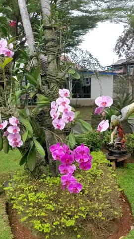 Bunga anggrek yang sangat indah, bunga asli Indonesia. #bunga #anggrek #viral 