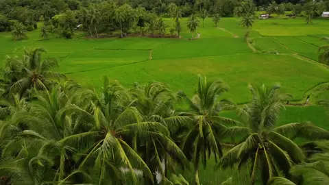 Morning vibes, Hamparan Persawahan Pagi Ini. #CapCut #templatecapcut #droneview #ricefields #morning #cinematic #dronevideography 