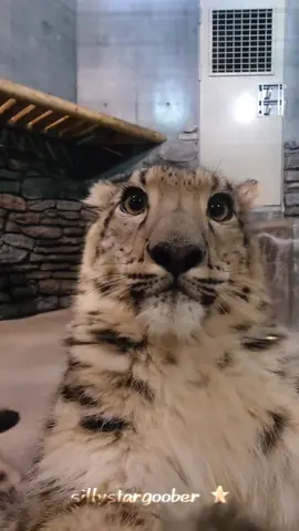 silliest warcrimes are by snow leopards ★ #CapCut #snowleopard #silly #cats #sillycats #silly #silliest #bigcar #bigcat #edit #fyp #tiktok #snowleopardssilly #snowleopardedit #cute 