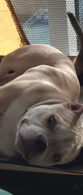 Nikita little sleepy angel✨ ️ #furbaby #microbully #dogs #americanbully #exoticbullies #pets #lovedogs #Love #puppies #mansbestfriend  #adorable #cutedogs #cute #puppy #puppylife  #MicroBullyLove #MicroBullyLife #MiniBullyMagic #BullyPuppyLove #PocketBullyWorld #MicroBullyTraining #BullyHealth #MicroBullyMoments #BullyBreedAwareness #BullyMeetup2024 #NationalogDayBully 