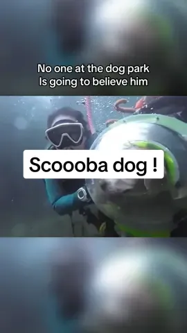 call him Scooba doooo!! #dogsoftiktok #wow #foryou 