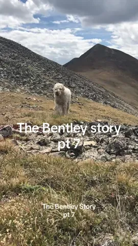 Our reunion after the fatal jeeping accident that took my mom’s life and surviving 19 days in the remote mountains on his own. // Per my experiences with this video on FB: Ask me why I waited patiently and didnt just grab him, I fking dare you.  pt 6:  @Samantha Orr  The accident:  @Samantha Orr  #foryoupage #fyp #animalloversoftiktok #mymiracle #miracleonthemountain 