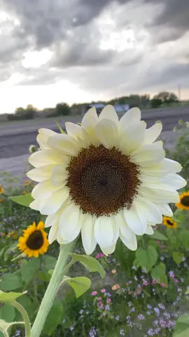 White sunflowers 🤍🌻🐝😍#sunset #sunflower #whitesunflower #🌻sun_flower👑 #naturelover #flowers #🐝 