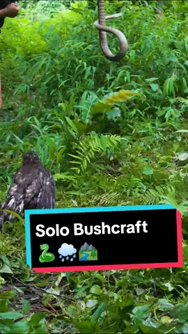 Spotted a hunting falcon - 