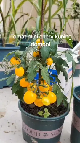 benih tomat chery kuning  #benih #tomat #cherry #kuning #viral 