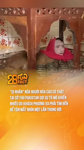 NGƯỜI CÁO TẠI PAKISTAN #theanh28 #theanh28funfact #theanh28news #tiktoknews #thanhthoiluottet