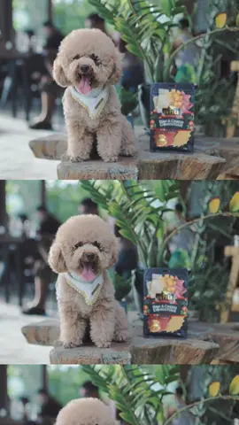 Waiting for customers be like. #dogsoftiktok #dogtreats #entreedogtreats #toypoodle #noodledogs #smartdog #CapCut 