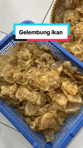 Gelembung ikan kadukang 