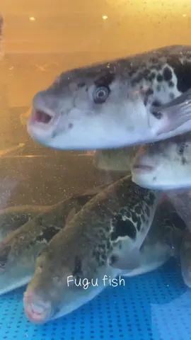 #ginza #fugu #fish 