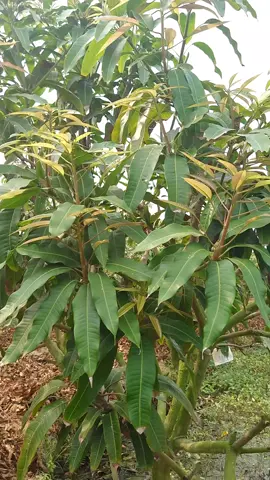 Đối tượng gây hại đọt lá non trênh xoài #gocculao #lamvuon #xoai 