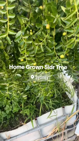 Sidr is also known as Jujube, Ziziphus spina-christi, and the Lote tree.