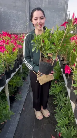 Hoa Huỳnh Đệ Đỏ❤️ Hàng hoa trồng full, siêu nụ, dễ chăm sóc🌱🌱🌱 Ship giao tận nơi toàn quốc🚚🚚🚚 #trending #xuhuong #thinhhanh #caydecor #hoahuynhde #hoatrongnang #cayvanphong #decorquancaphe 