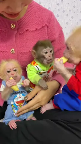#monkey #monkeybaby #cutebaby #monkeydluffy #monkeyface #animals #funny #cute #trending #monkeytiktok 