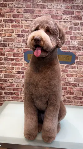 Ralph you star! 🌟  Watch Ralph’s transformation from before and after his full groom 🤩 • • • • • • #doggrooming #doggroom #labradoodle #labrador #doodle #poodle #transition #trend #trendingsound 