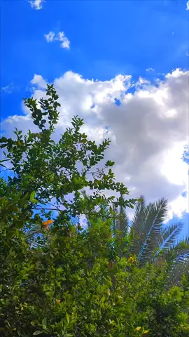 #تصويري_احترافي_الاجواء👌🏻🕊😴 #جمال_الغيوم 🌥🤍#قتباسات #الفديو_موجود_بقناتي_تلكرام_بلبايو🦋💘 #عباراتكم 
