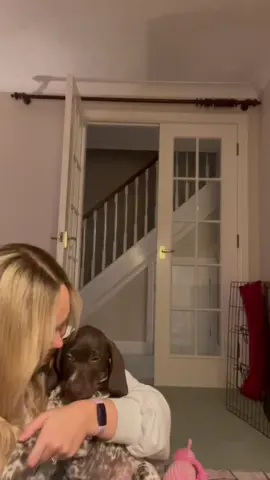 Throwback to puppy Gil and the first time i would hear those ridiculous yawns #puppy #funny #puppylove #gsp #germanshorthairedpointer #pointerpuppy #puppylife 