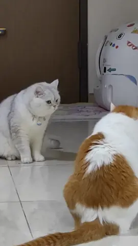 #จ่ายแพงไปทําไม #อุปกรณ์สัตว์เลี้ยง #อุปกรณ์น้องแมว #ของใช้สัตว์เลี้ยง  #ของดีบอกต่อ #สวนสัตว์tiktok #อาหารแมว #ขนมแมว #อาหารแมว  #ขนมแมวเลีย #ทรายแมว #ของเล่นแมว #SmileShopbyRapee5 #แมว #แมวน่ารัก #แมวเหมียว #แมวอ้วน  #แมวกวนตีน #แมวกวน #เทรนด์วันนี้ 