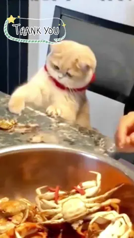 A polite cat #cat #cutecat #adorable #fyp #foryou 