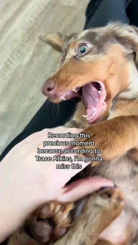 Her face at the end 😂 #puppy #puppytiktok #relatable #weinerdog #teething #teethingpuppy #sausagedog #minidachshund #dogtok #dogsoftiktok #weenie 
