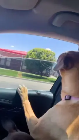 funny dogs Comp 🤣🐶 episode 175 #funny #pet #animals #funnyanimals #fyp #foryou #dog #dogsoftiktok #funnyvideos #🤣🤣🤣 #doglovers #funnydog 