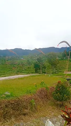 kolecer angin #kolecer  #kolecersukamakmur #viral #fyp 