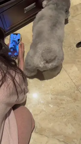 Không phụ tui nhặt đồ chơi bà già lướt tiktok quoai. #puppy #puppydog #funny#animals #doglover #funnyvideos #poodle #cunyeu 
