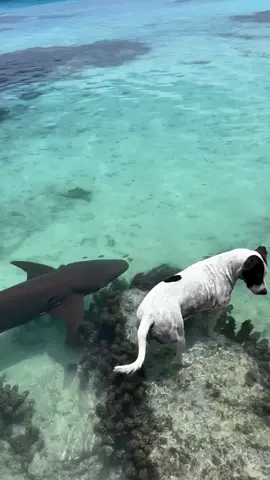 OMG ! 😱😱😱 #shark #dog #ocean #scary #fypシ 