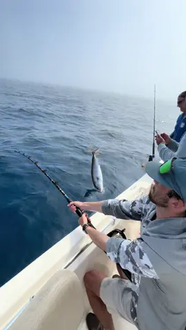 The hookup + the release ———————————————-#reefdonkey #gulffishing #amberjack #sharktagging #bonito #sharkfishing #fishshimano #hookset #pelagic #treasureisland 
