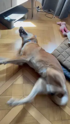 Wir Kämpfen seit über 2 Jahren. Alle 10 Tage Krampf-Cluster Anfälle, MRTs, Hirnwasser entnahme. Perfektes Blutbild und trotzdem die epfehlung zur Einschläferung. @PeiPei & ich haben uns nun das Thema Epilepsie bei Hunden angenommen und nehmen euch mit auf die Reise von unserem Odi. Wird nicht immer schön aber aufschlussreich!  In der Bio ist ein Spendenlink, dieser wird unter anderem genutzt für die Arbeit bezüglich dieses Themas.#epilesi #dog #fy #gewittterimkopf #liebe #aufklärung #epilepsy #triggerwarning #