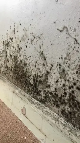 Get rid of mould forever with Mould Magic Extreme #tiktokmademebuyit #TikTokShop #fyp 