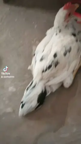 #paratii #tiktok #cy 