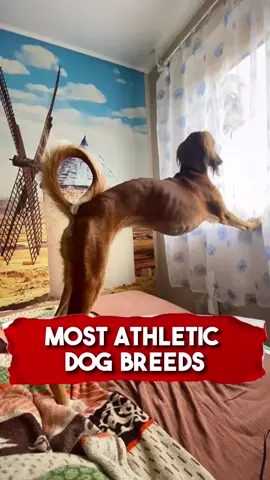 Most Athletic Pet Breeds! 🎾 🐕 #athletic #dogs #dogsoftiktok #cats #catsoftiktok #fyp #richyvidz #athleticanimals #greyhound #savannahcat #bushbaby 