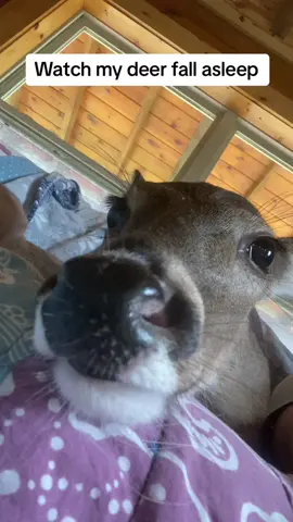 She starts dreaming before her eyes close😂#cats #fypシ゚viral 