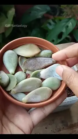 How you can propagate succulents. 👆👆 . #succulents #plants #indoor #propagation
