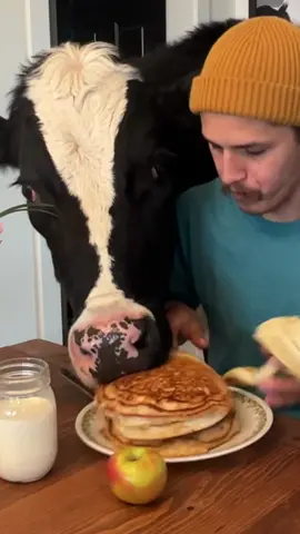 Trying to eat breakfast with Bruce! #cow #brucethecow #food #snack #first #animals #foodreview 