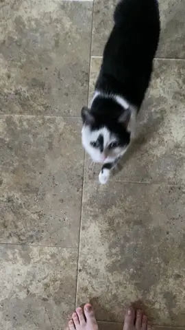 Sweetpea loves when you hype her up!! #foryoupage #foryou #friends #cutie #talkingcat #cat #silly #cute #tuxedo #treat #fyp #crunchy #meow #kitty #funny #happy #oldgirl #fun #eow #kitties #hype 